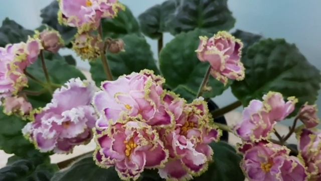 Красоты лишка не бывает! смотреть онлайн