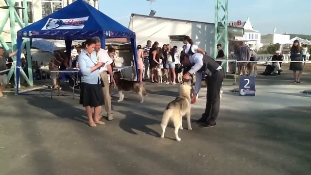 Выставка собак 