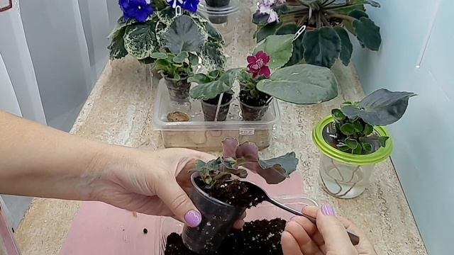 Фиалки! Три месяца после посадки листа, отсаживаю первых деток! смотреть онлайн