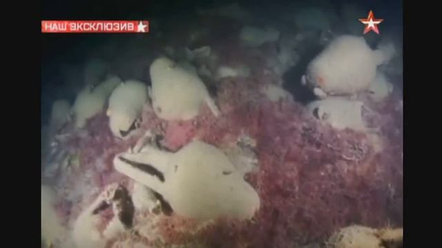 На дне черного моря в крыму обнаружен затонувший античный корабль смотреть онлайн
