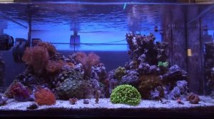 Морской Рифовый Аквариум - Пенник, Флотатор, Скиммер