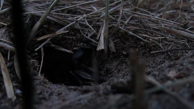 Где живут сверчки?/Чем стрекочут сверчки? смотреть онлайн