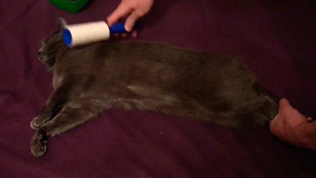 Чистка кота ? смотреть онлайн