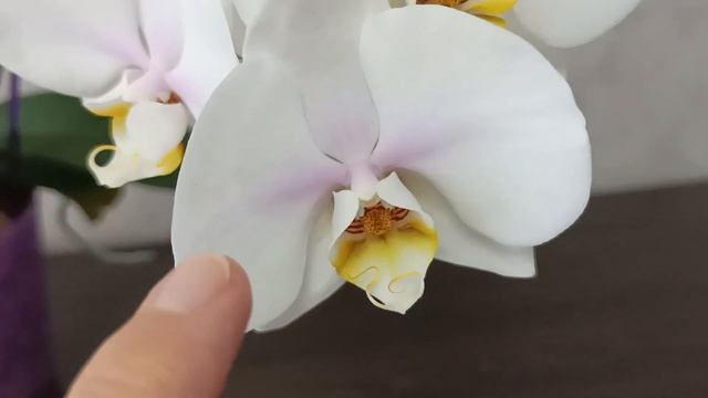 КАК ВЫБРАТЬ ЗДОРОВУЮ ОРХИДЕЮ?? смотреть онлайн
