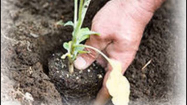 Описание сорта баклажана алмаз, выращивание и уход смотреть онлайн