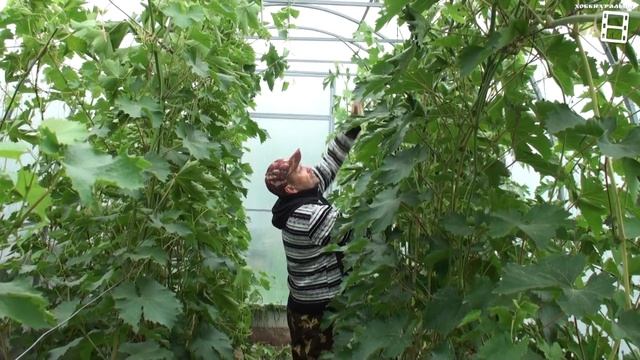 КАК УСКОРИТЬ ВЫЗРЕВАНИЕ ВИНОГРАДНОЙ ЛОЗЫ И УРОЖАЯ ВИНОГРАДА? ВЫРАЩИВАНИЕ ВИНОГРАДА В ТЕПЛИЦЕ смотреть онлайн