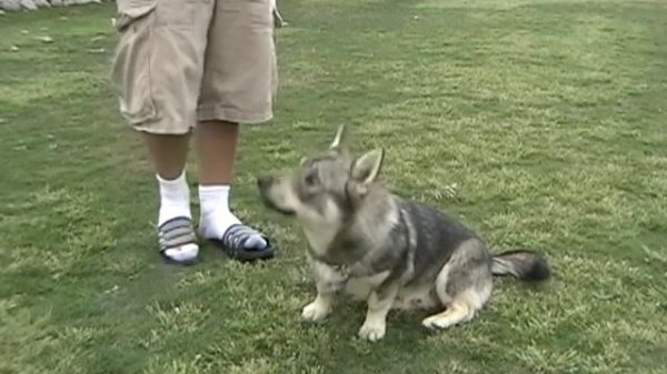 Swedish Vallhund Does Simple Tricks (8 Months)