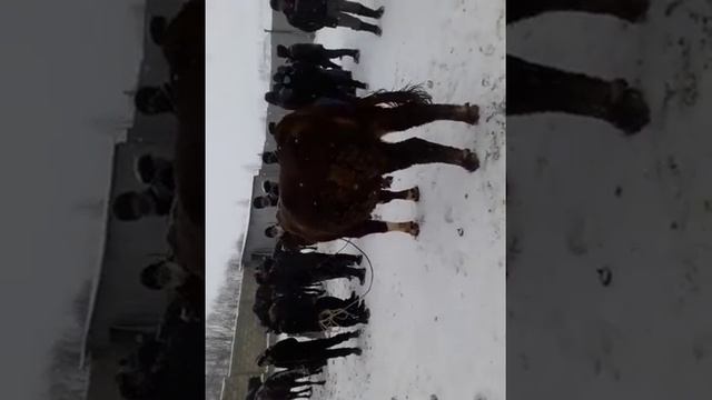 Бык в таджикистане живой вес 1500 тона смотреть онлайн