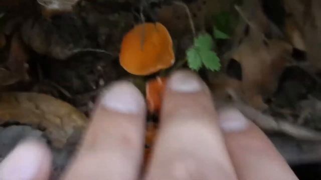 Narandžasto-crvena zdeličarka - Aleuria aurantia смотреть онлайн