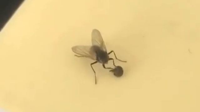 Crazy Fly detached head смотреть онлайн