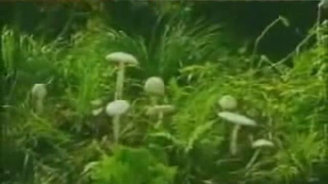 Basidiomycetes Family смотреть онлайн