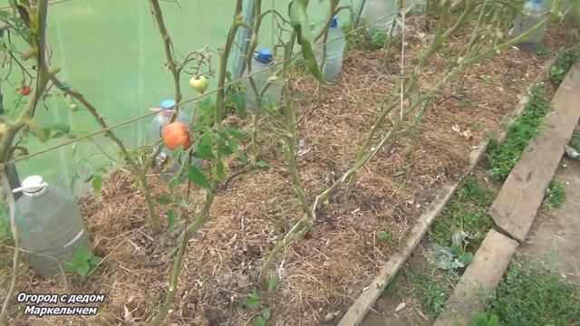 Огород в Сентябре. ТОМАТЫ МОРКОВЬ ТЫКВЫ КАБАЧКИ. ОСЕНЬ 2021. смотреть онлайн