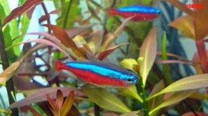 Красный Неон - одна из самых красивых аквариумных рыбок Содержание Разведение и Совместимость