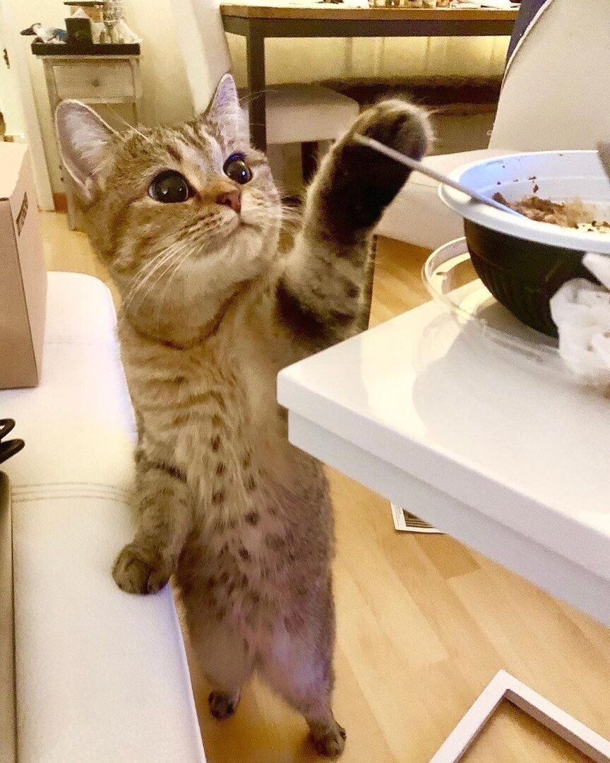 Новая подборка с приколами от котов и собак 2021.mp4 смотреть онлайн