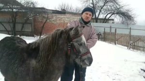 Содержание шетлендских пони зимой| #пони