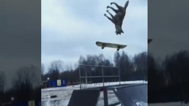 волки на турниках