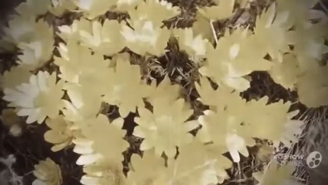 Цветы Горицвет (Adonis Vernalis flower) смотреть онлайн
