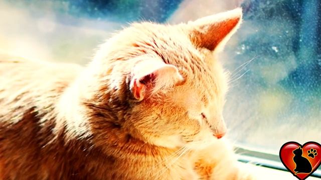 ОБЫЧНЫЙ КОТ СПАС ЖИЗНЬ ВСЕМУ ДОМУ!!! смотреть онлайн