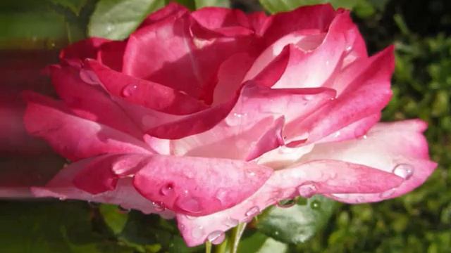 Цветочное танго смотреть онлайн