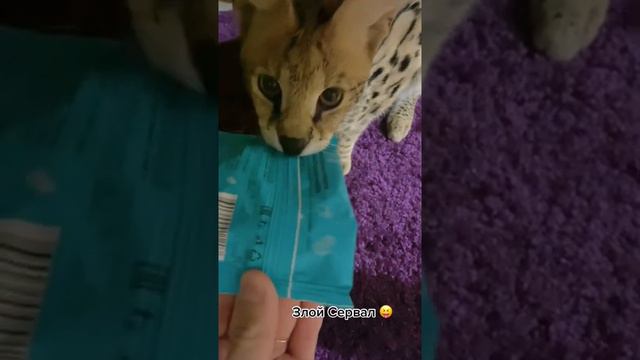 Злой сервал смотреть онлайн