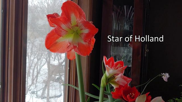 Discover the beauty of Amaryllis Flowers in this tour & what to do after blooming 🌸 amaryllis bulbs смотреть онлайн