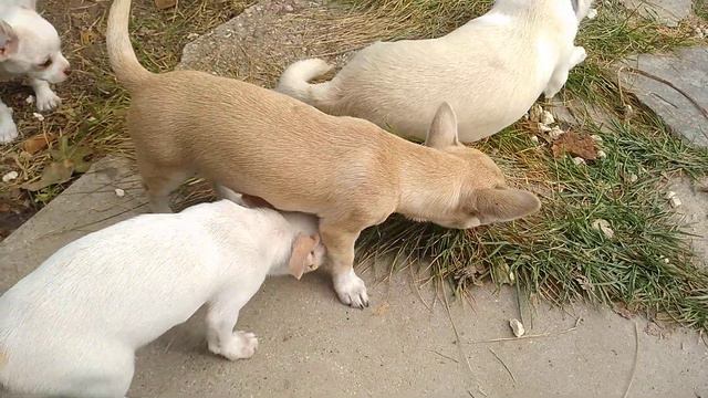 наши Беленькие чихуахуа Кастропуло Симферополь продажа щенков Крым смотреть онлайн