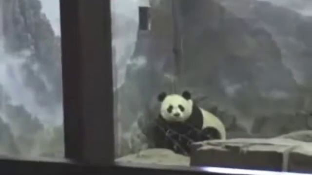 Панда сбежала из зоопарка смотреть онлайн