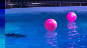 Дельфинарий Новосибирск. Июль 2022 года. Дельфиния