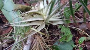 Bromeliads in the wild - Tillandsia gardneri