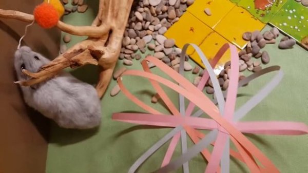 Хомковилл/ хомяк Кефир в парке аттракционов/неприятности на карусели/задание для хомяка/хомки рулят