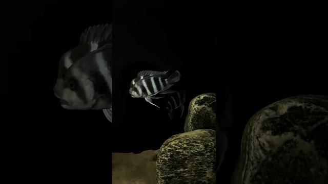 Цифотиляпия блю заир Моба ( свет настольной лампы) смотреть онлайн