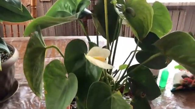 Подружилась с Антуриумом? Мой опыт? смотреть онлайн