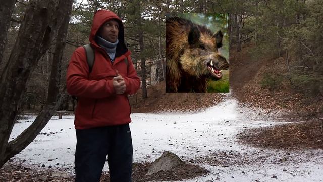 Крым. Опасные встречи в горном лесу смотреть онлайн