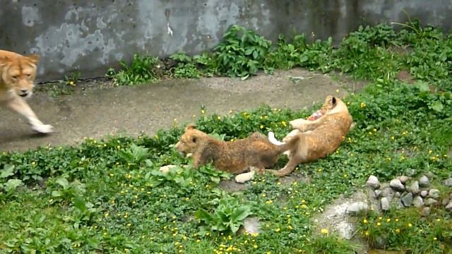 Калининградский зоопарк Семейка львов 2010 г. #зоопарк#львы#калининград смотреть онлайн