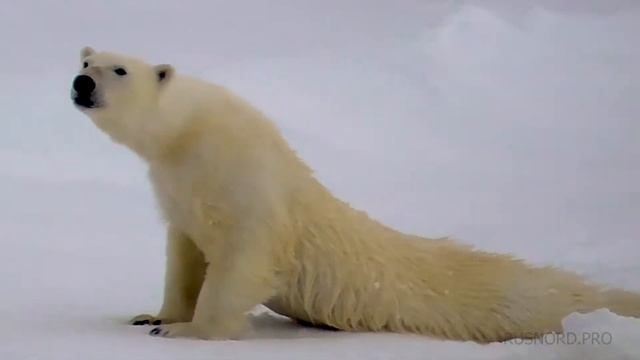 Polar Bears ( Белые медведи)