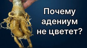 Почему этот адениум не цветет? Набирает бутоны и сбрасывает. И плохо растет! 20 апреля 2024 г.