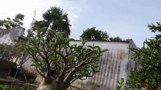 Backyard Habitat For Adenium Arabicum At Sundar Adenium Nachalur