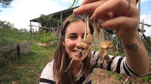 What to Plant in Autumn and Winter: Flowers, Bulbs and Vegetables for Sub-Tropical Australia смотреть онлайн