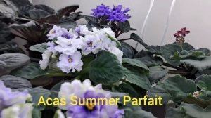 Фиалки-цветут! Обзор ВСЕЙ коллекции фиалок с названием сорта