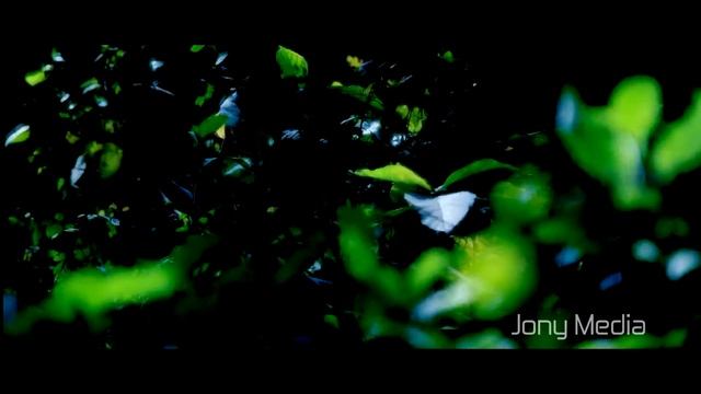 nikon D5300 ultra hd video by jony media смотреть онлайн