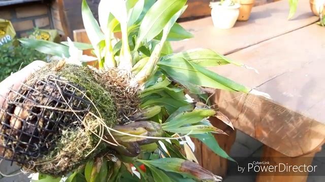 ЦЕЛОГИНА , не Кристата ?. Как я выращиваю эти орхидеи. смотреть онлайн