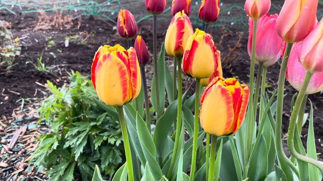 Как изучать историю России?! Выращивайте ТЮЛЬПАНЫ! смотреть онлайн