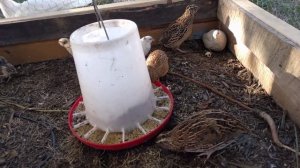 Содержание перепелов на улице круглый год