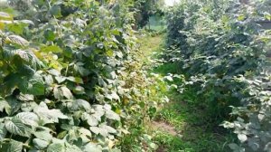 Шпалера для малины своими руками!