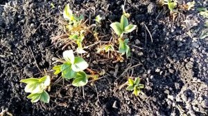 Весенняя обработка клубники ! Первая Обработка Клубники Весной ! Это ВАЖНО для Клубники Весной !!!