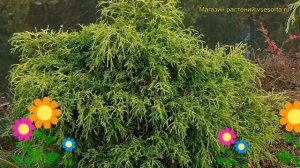 Туя западная Филиформис. Краткий обзор, описание характеристик thuja occidentalis Filiformis