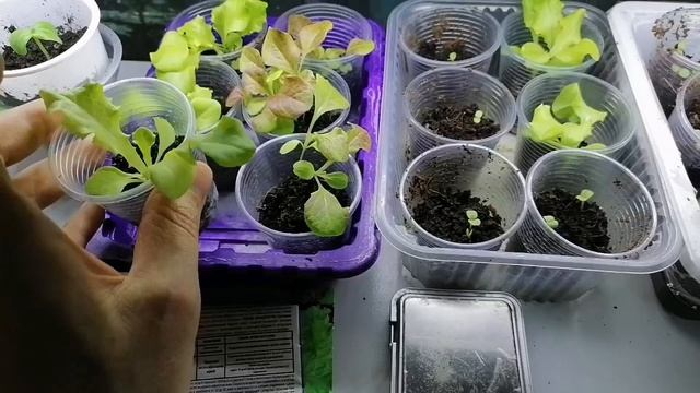 Рассада  с корневином