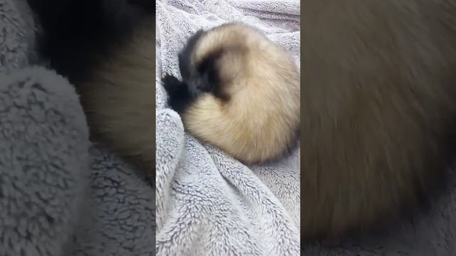 Хорек смотреть онлайн