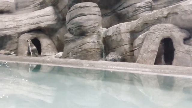 Пингвины- семьянины смотреть онлайн