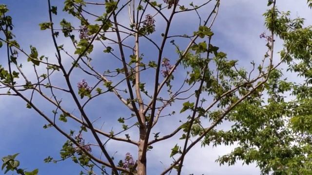 Как зацветала Павловния в 2021 году смотреть онлайн